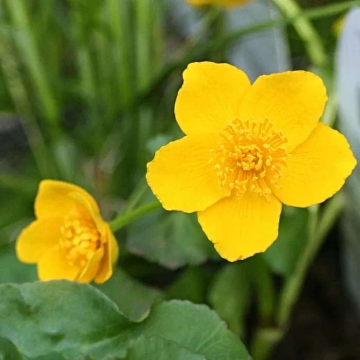 Marsh Marigold | Caltha Palustris