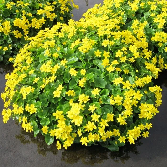 Marsh Marigold | Caltha Palustris
