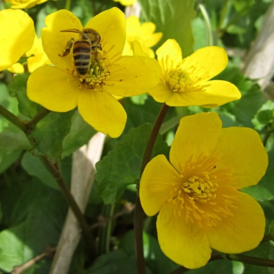 Marsh Marigold | Caltha Palustris