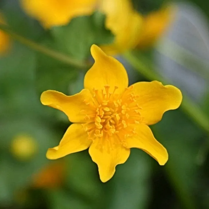 Marsh Marigold | Caltha Palustris