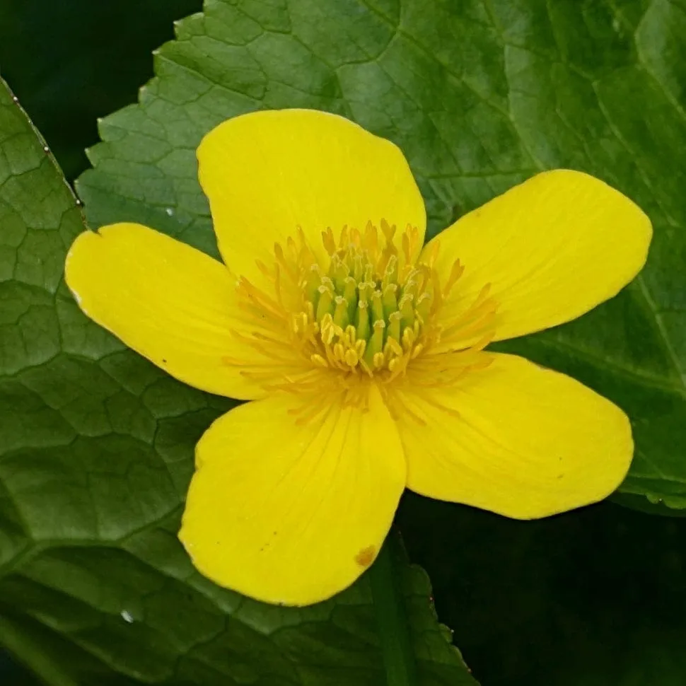 Marsh Marigold | Caltha Palustris