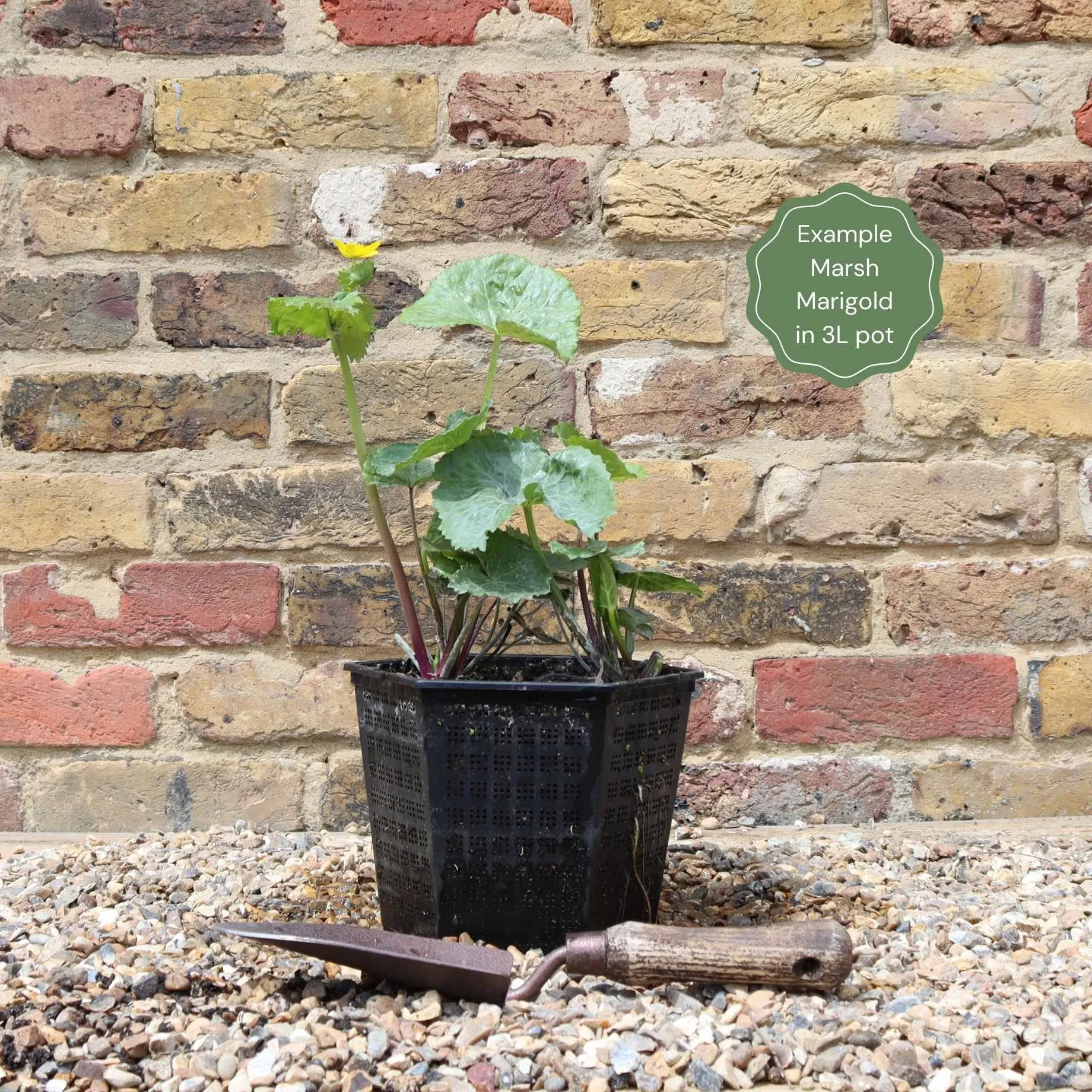 Marsh Marigold | Caltha Palustris