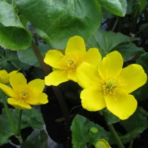 Marsh Marigold | Caltha Palustris